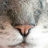 程序猫头像
